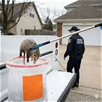 dead animal removal bet bet
